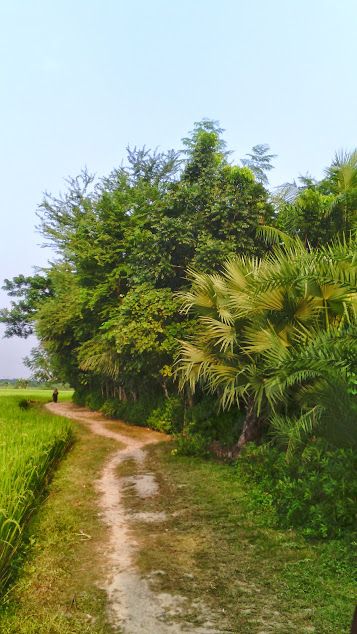 A Village Road, Dumuria, Khulna, Bangladesh.