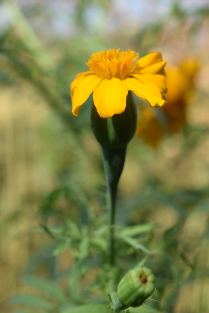 Flower of chhattisgarh