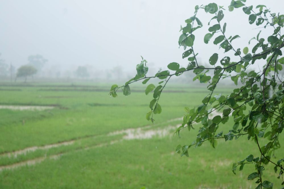 Village Rain