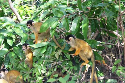 Capuchino monkeys, Bolivia