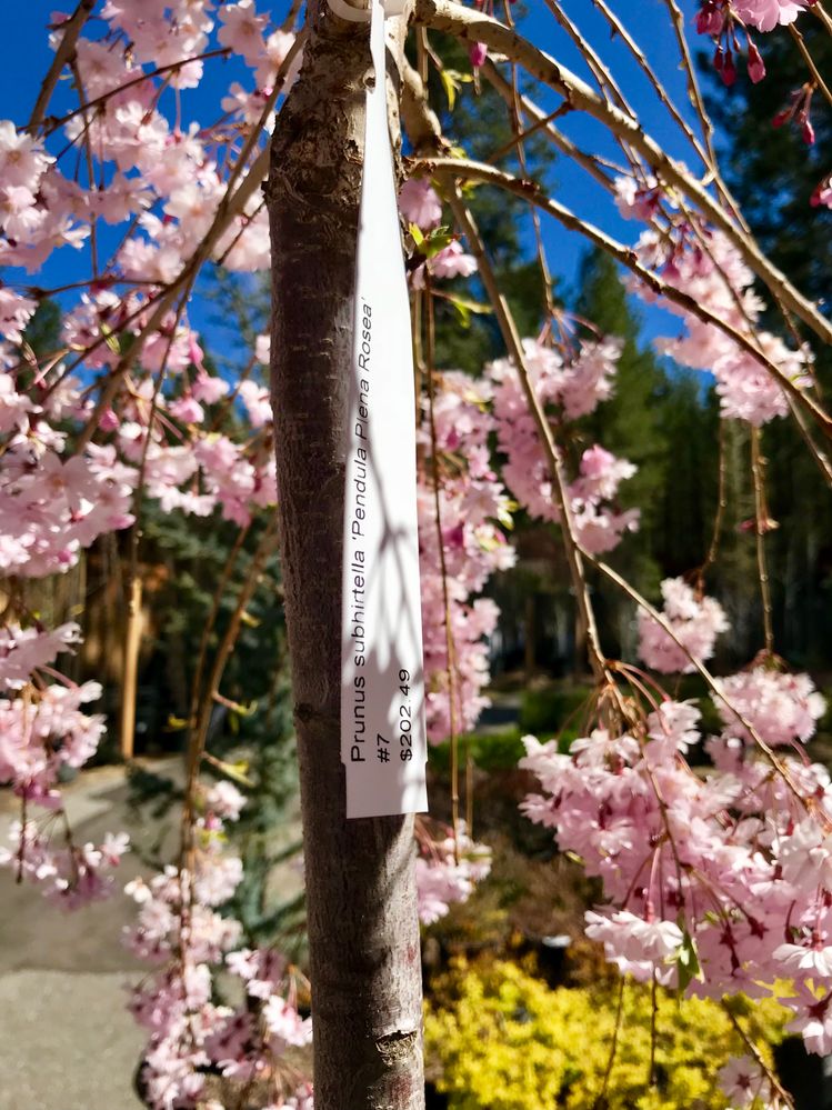 Pendula Subhirtella aka Cherry Blossom