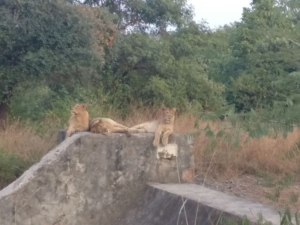Asiatic Lion in Gir National Forest, Gujarat, India