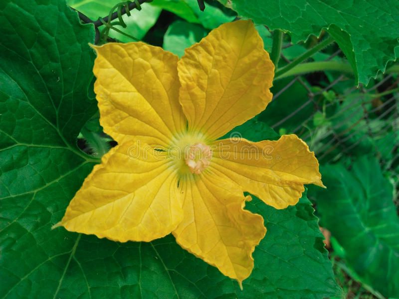 23-00-18-pumpkin-flower-bangladeshi-color-yellow-s-gorgeous-98990842.jpg