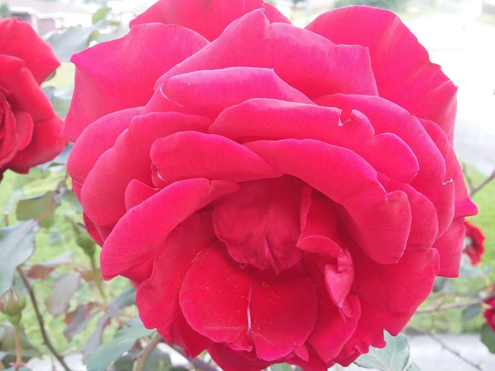 Big open Rose.jpg