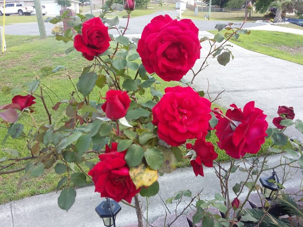 Roses Bush.jpg