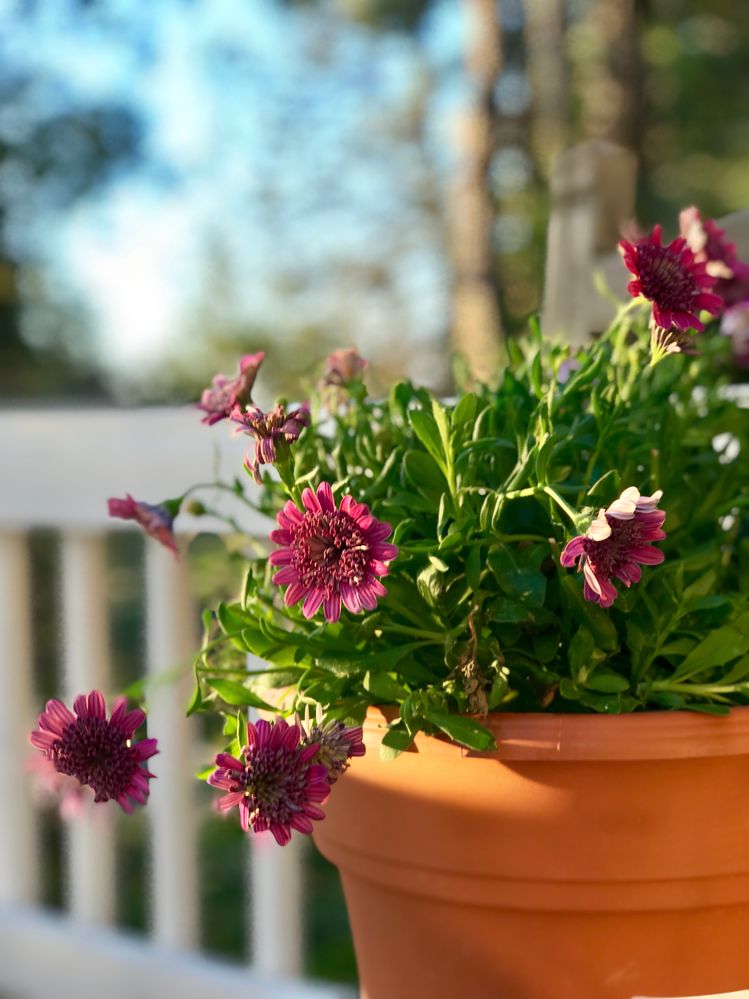 Osteospermum by AGC