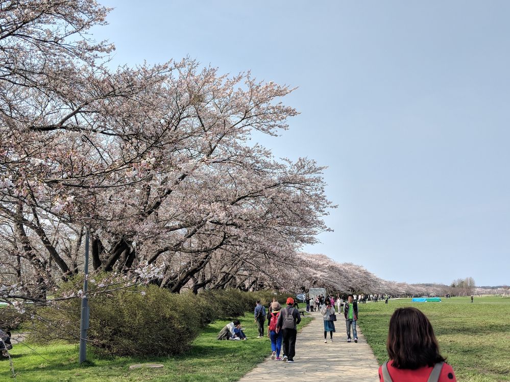 Cherry blossom season at Tenshochi, Kitakami, Iwate