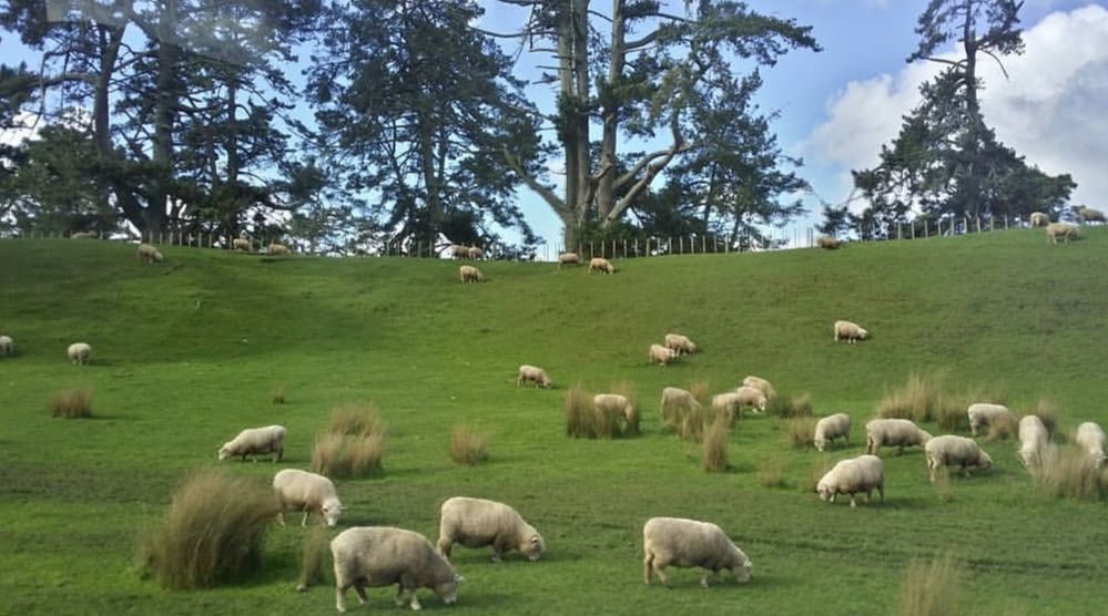 They say that you'd find more sheep than people in NZ. There's actually 6 sheep for every 1 person here. Taken at Matamata on our way to the Hobbiton tour.