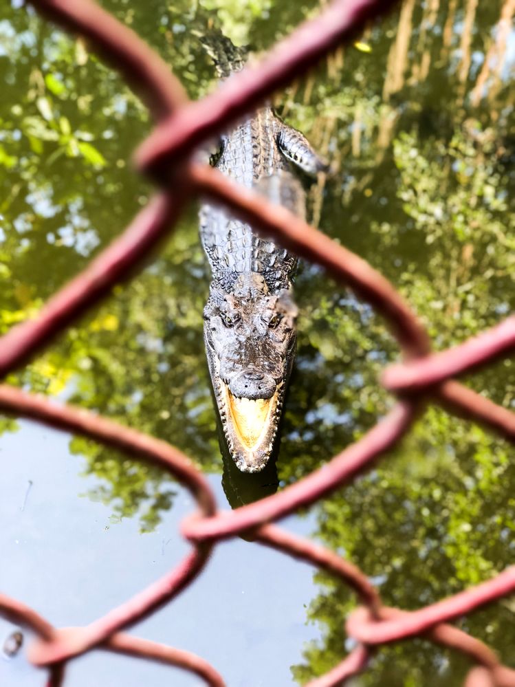 On one of the islands in the Mekong Delta there is a small crocodile farm. I think this guy is not too happy to be in a cage.