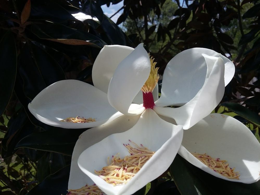 Magnolia1.jpg