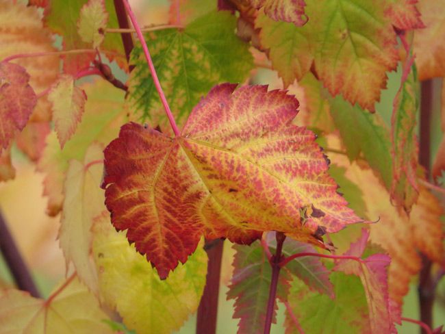 160924-Maple-Leaves.jpg