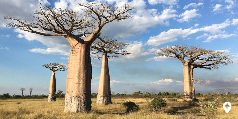 Avenue of the Baobabs (Local Guide James Castle)