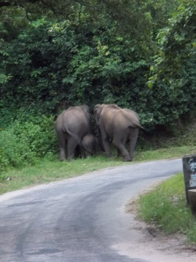 Elephants on the road at Alampetty (1).JPG