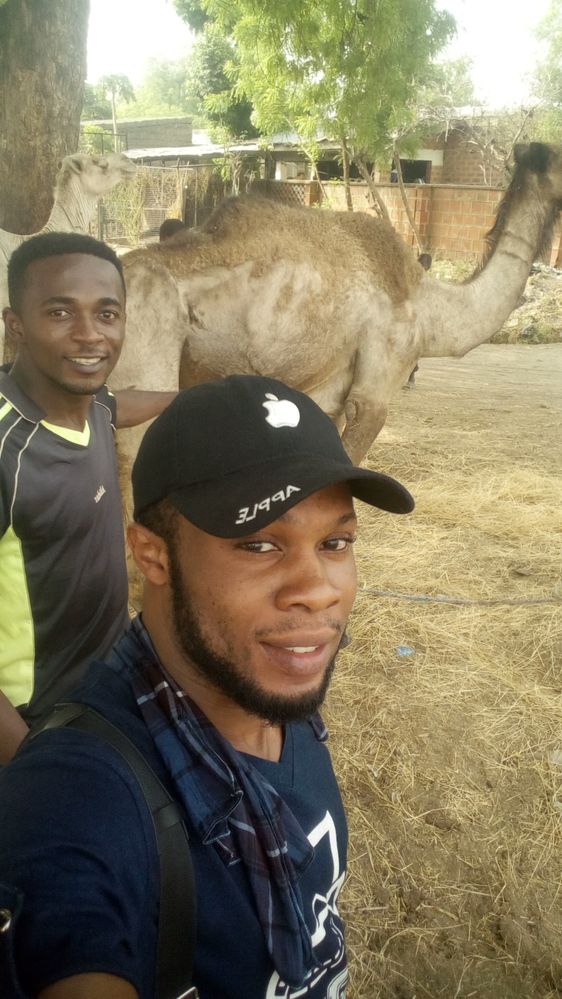 at Borno camel market