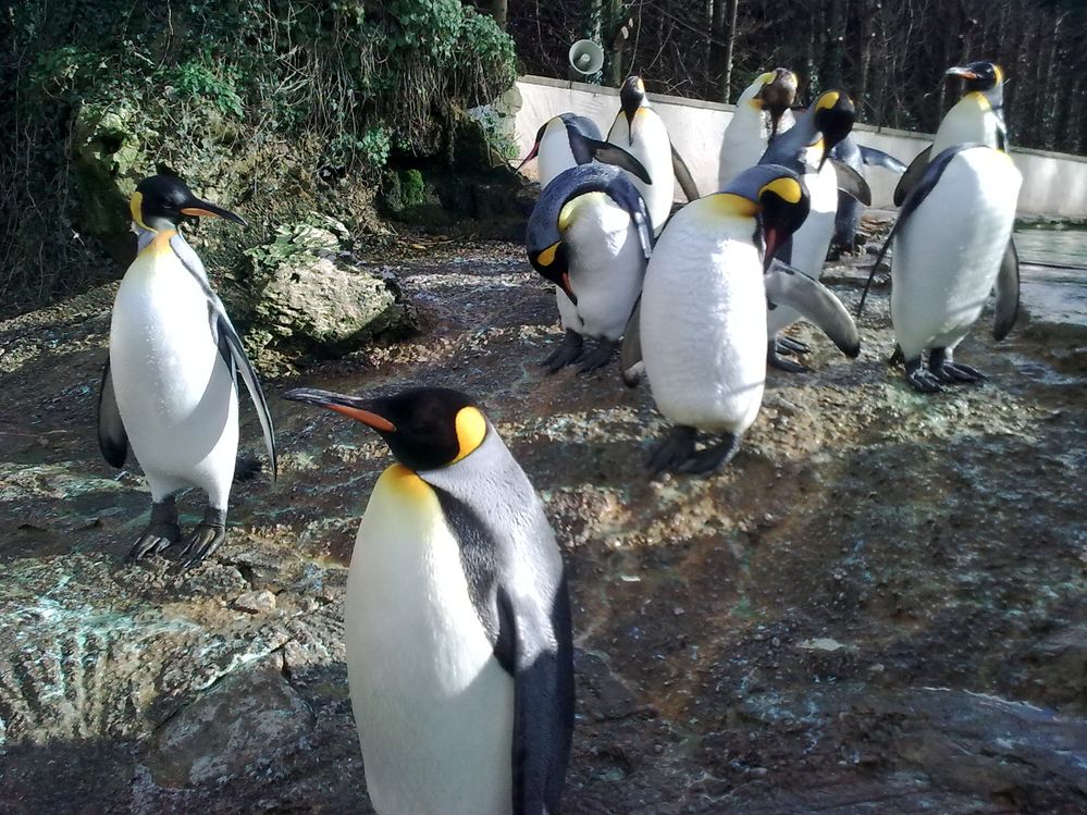 King Penguins basking in the sun..