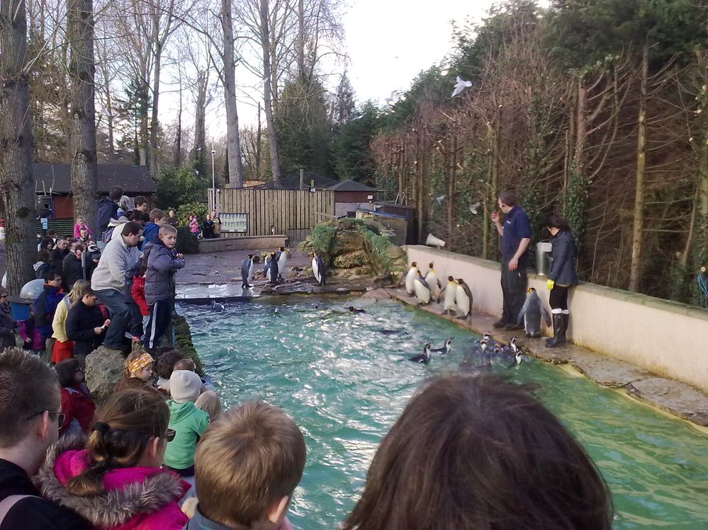 Lots of kids enjoy the whole penguin experience.