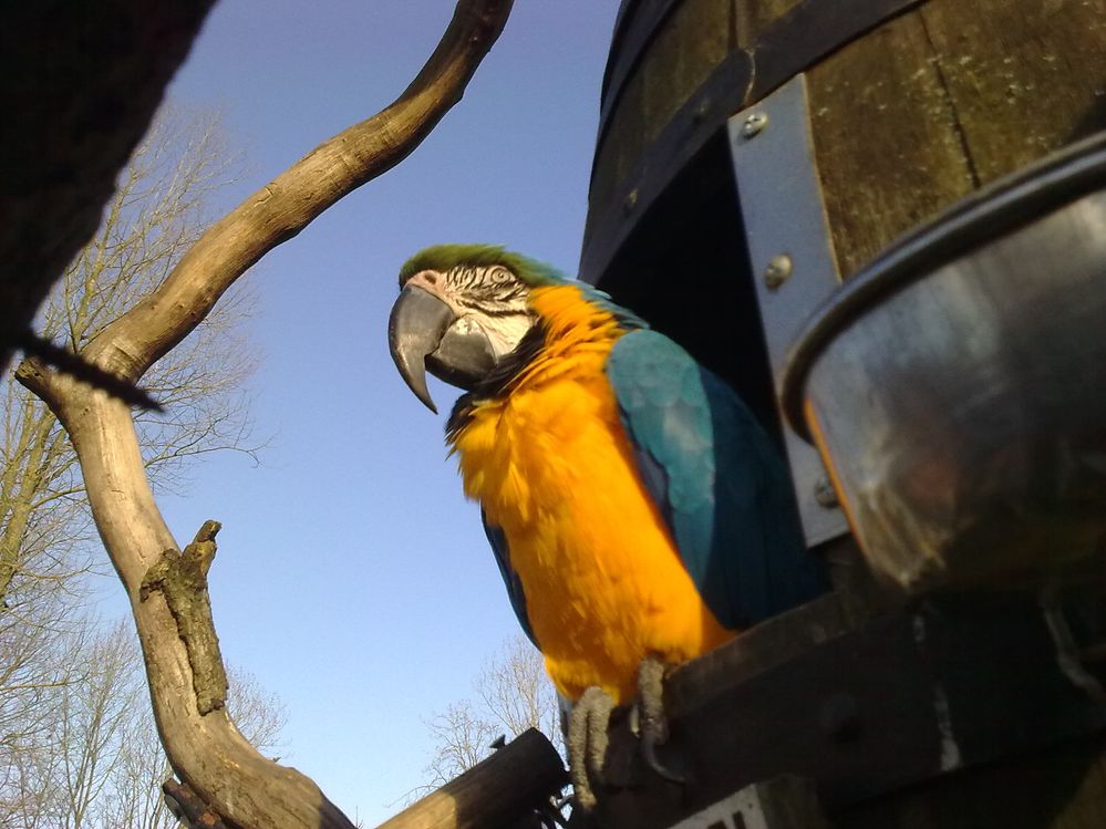 Other birds in the aviary are blue and gold macaw, cockatoos, flamingos, Siberian cranes to name a few.