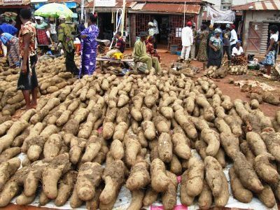 Yam for the festival