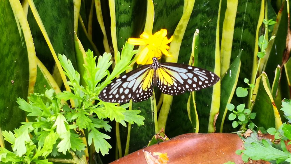 Butterfly gardens are also another defining feature of Cameron