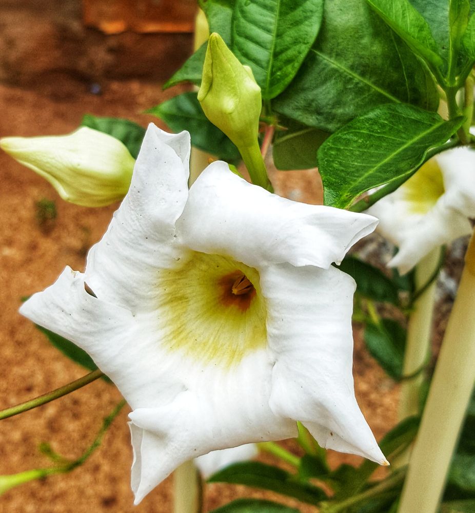 White beauty with five petals