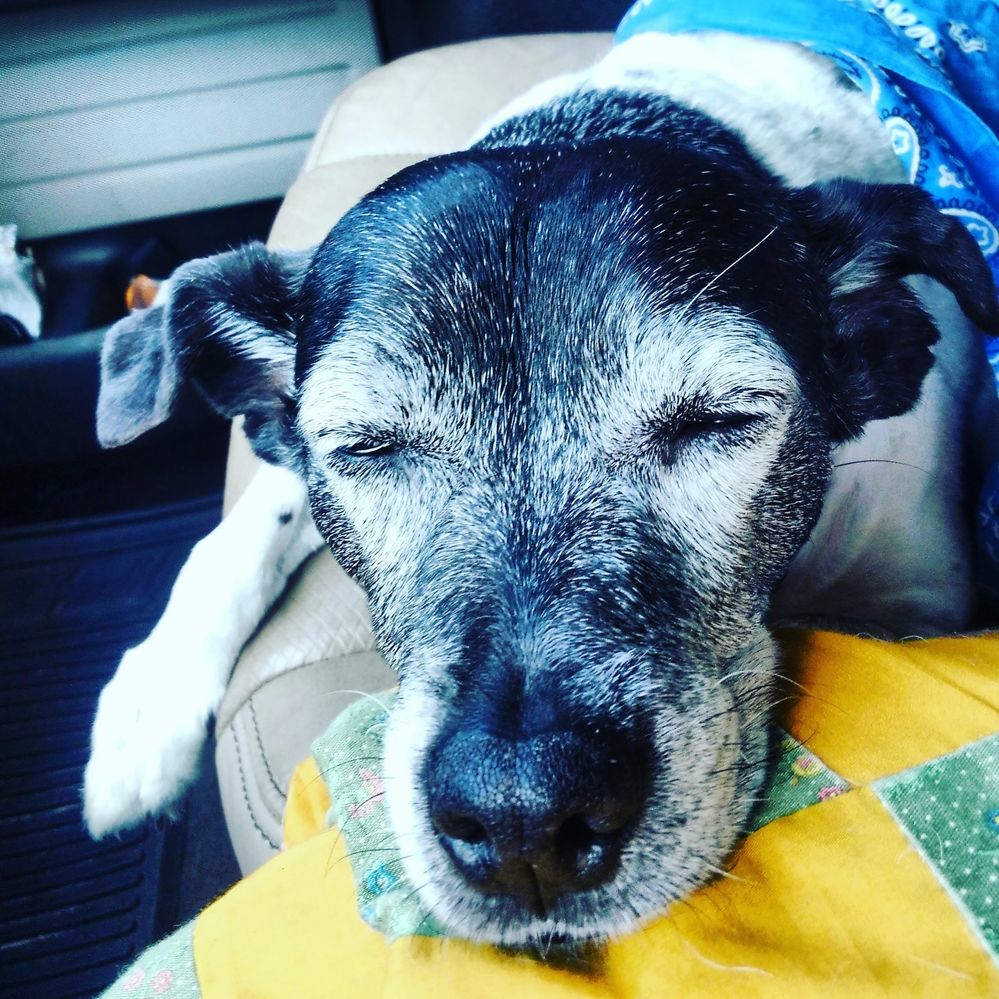 This is Velvet the loner in the group . She is 15 year old terrier mix . She is my buddy