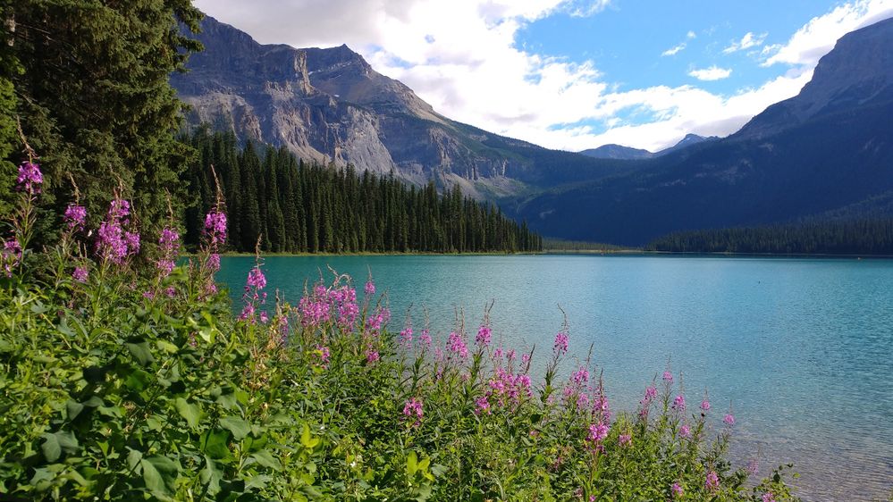 Caption: A photo of flowers and a lake in Yoho National Park, BC, Canada. (Local Guide Tzachi Danon)