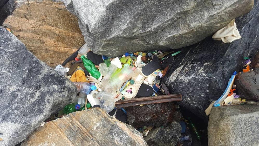 Plastics brought to shore