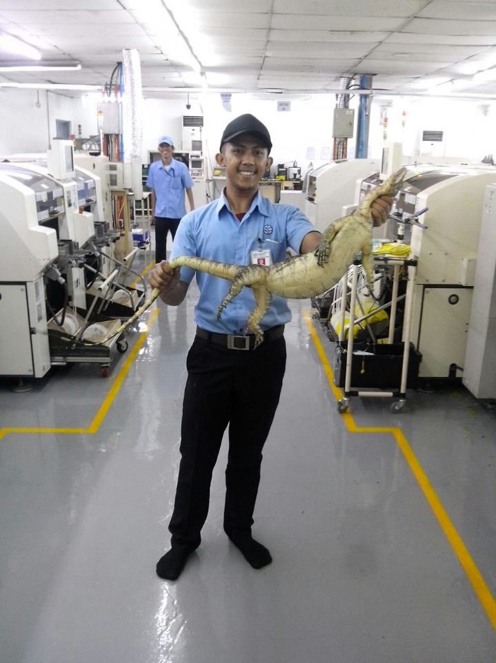 Monitor lizards accidently come to an electronic plant.