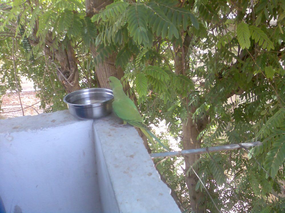 Beautiful parrot came to drink water in my balcony