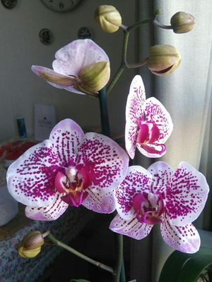 My orchids for you!!!!