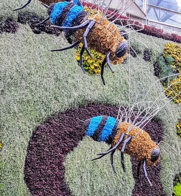 Bees at the Calyx at The Botanical Gardens Sydney