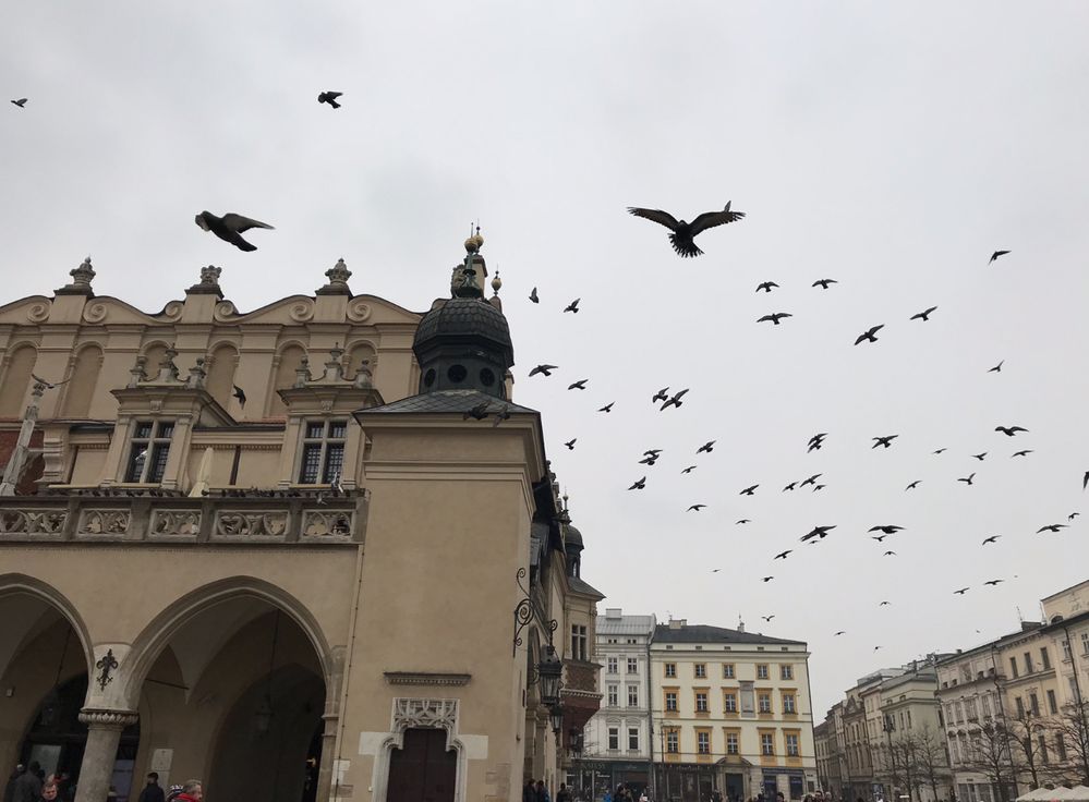 Pigeons, Kraków Market Square