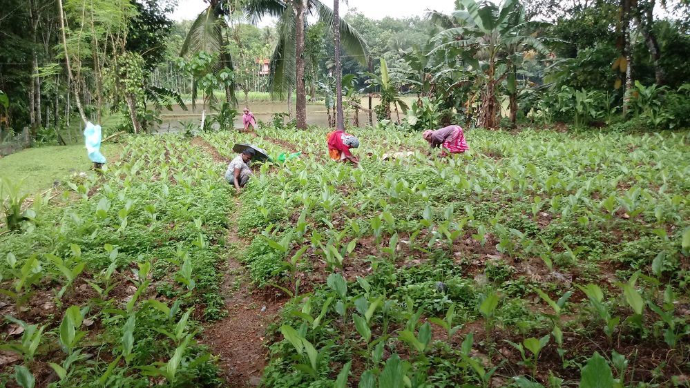 Turmeric (Curcuma longa) cultivation in Chathamattom, Ernakulam.  Activity:workers removing weeds.
