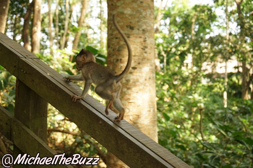A Baby Monkey learn how to Climb 2