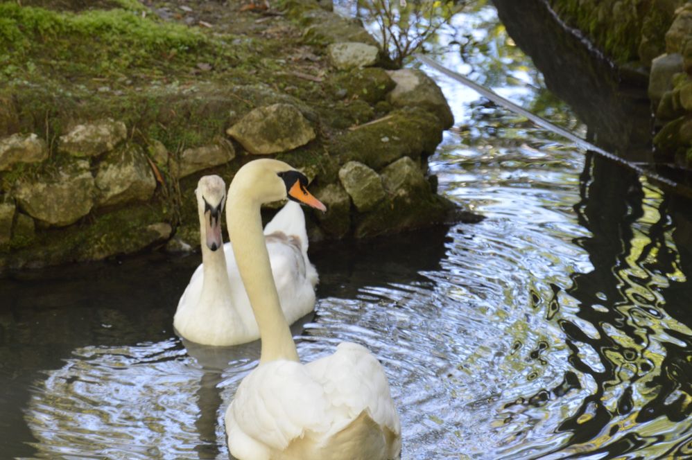 Swans in Botanical Garden in Sochi