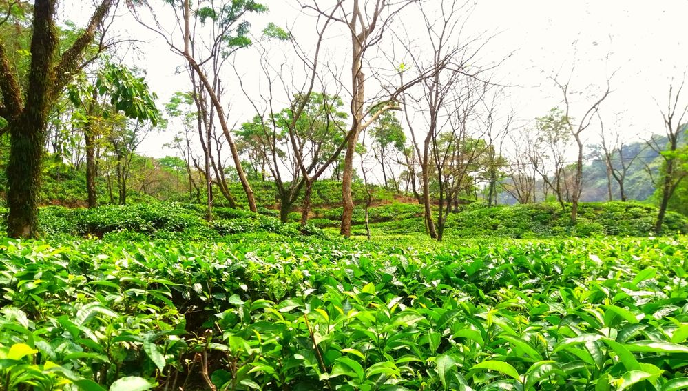 Lalakhal Tea Estate