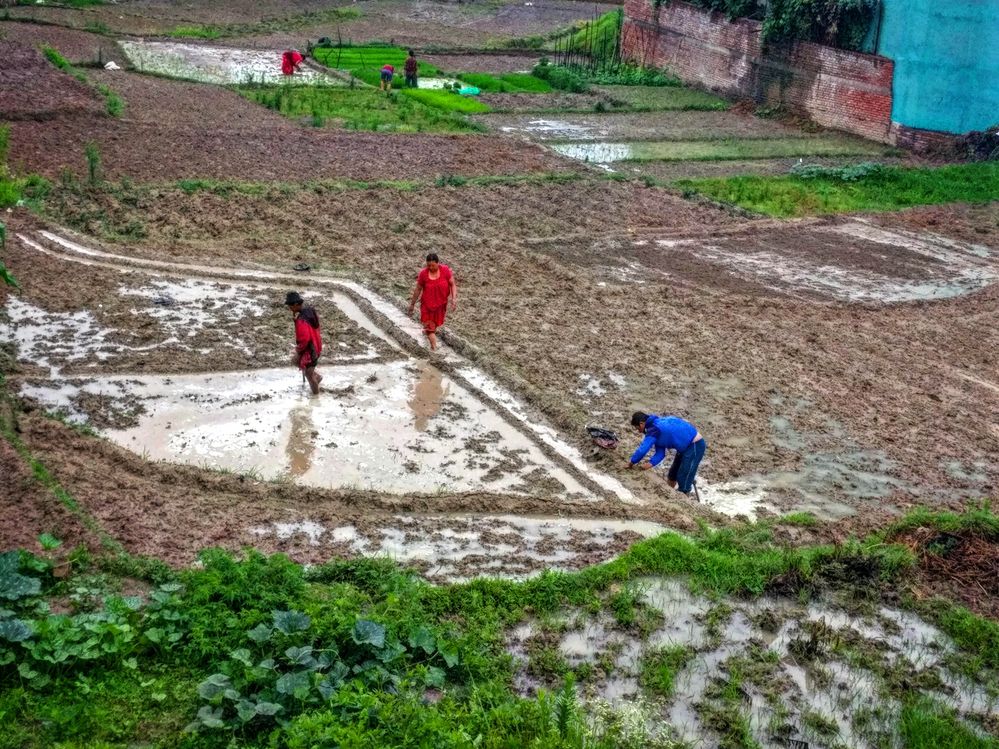 People celebrating Ashar 15 : Festival for Rice planting near my house at Sanothimi, Bhaktapur