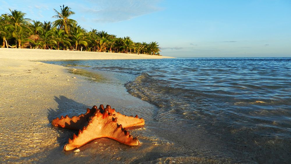 Caption: A photo of a starfish on a beach at Modessa Island Resort in the Philippines. (Local Guide Mauro Serafini)
