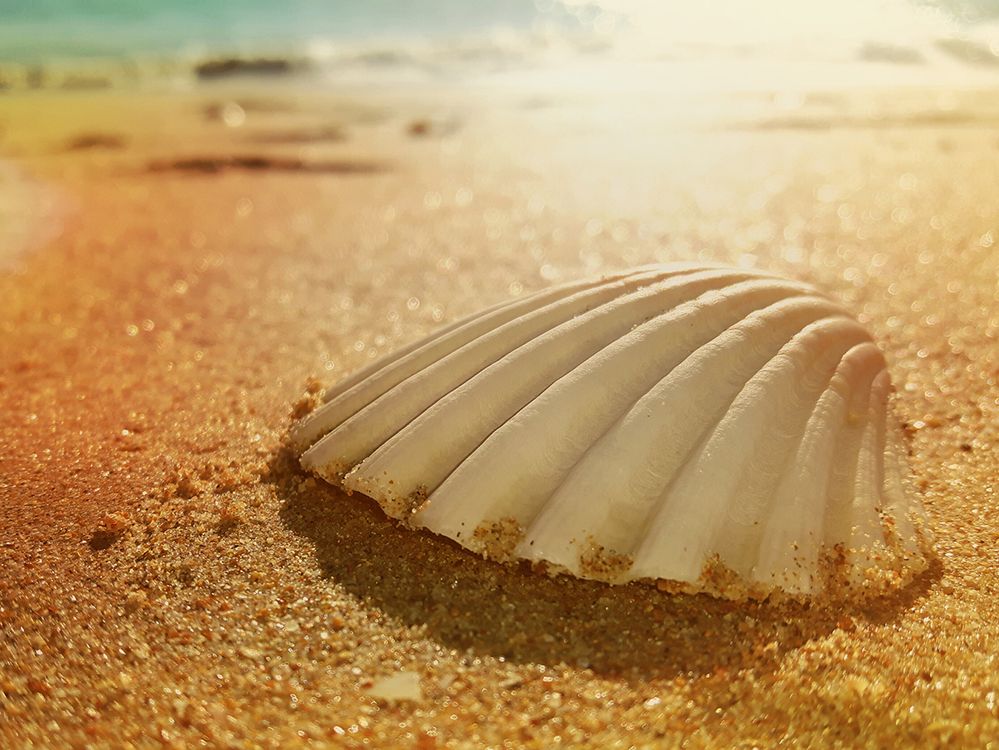 Caption: A closeup photo of a seashell taken on Alemães Beach in Portugal. (Local Guide Anna Burdzinska)