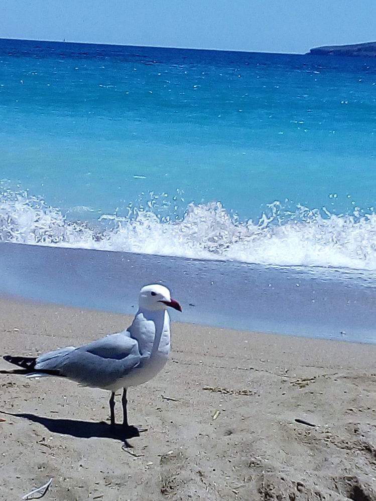 Seagull  on Ibiza.