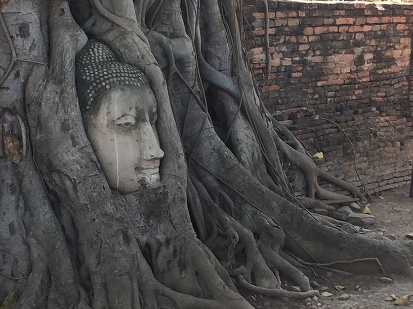 Thailand : Buddha head embedded in a Banyan