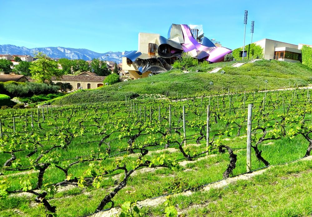 Caption: A photo of the vineyard at Bodegas Marqués De Riscal in Álava, Spain with its Frank Gehry-designed building in the background featuring the iconic rippled colored titanium and steel facade. (Local Guide María Fernando)