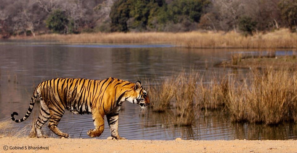 T16 machali , was a Bengal tigress.titles such as Queen Mother of Tigers, Tigress Queen of Ranthambore, Lady of the Lakes, and Crocodile Killer