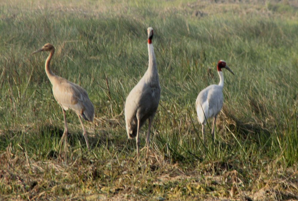 बखिरा पक्षी बिहार में स्‍वतन्‍त्र विचरण करते हुए प्रवासी पक्षी