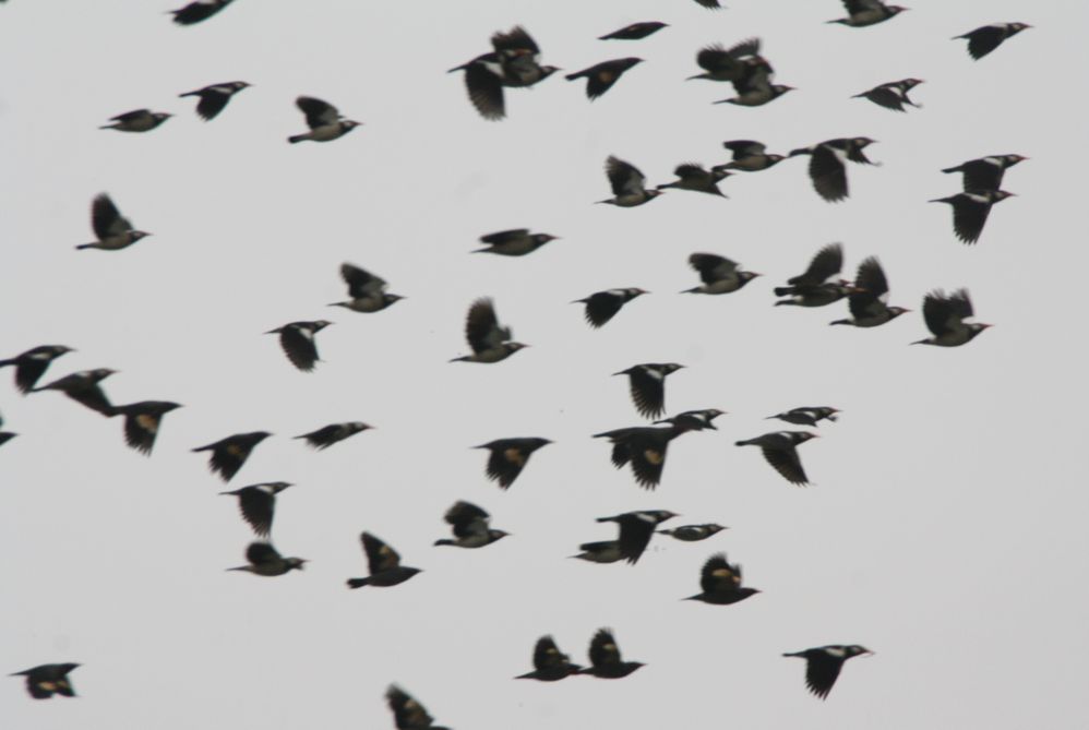 बखिरा पक्षी बिहार में स्‍वतन्‍त्र विचरण करते हुए प्रवासी पक्षी