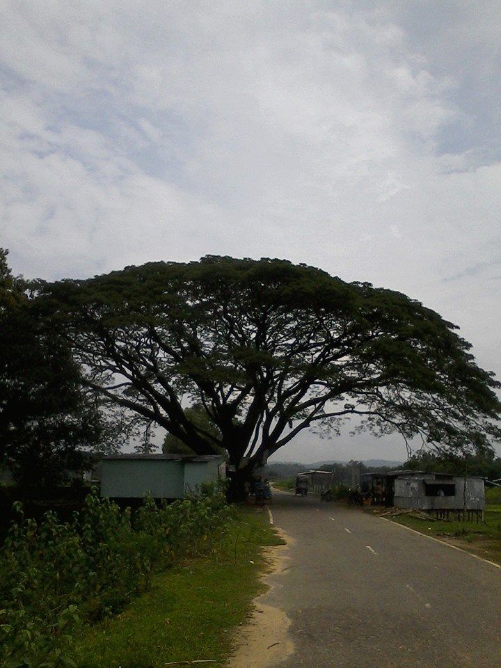 Giant tree in a road