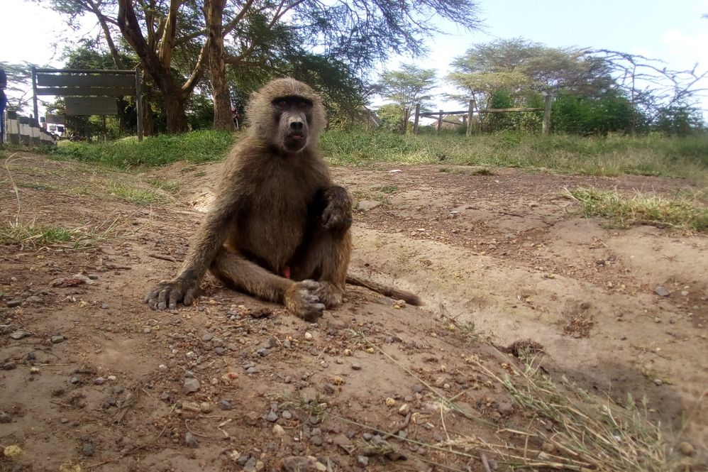 Nakuru National Park; Photo by Isaac_nk