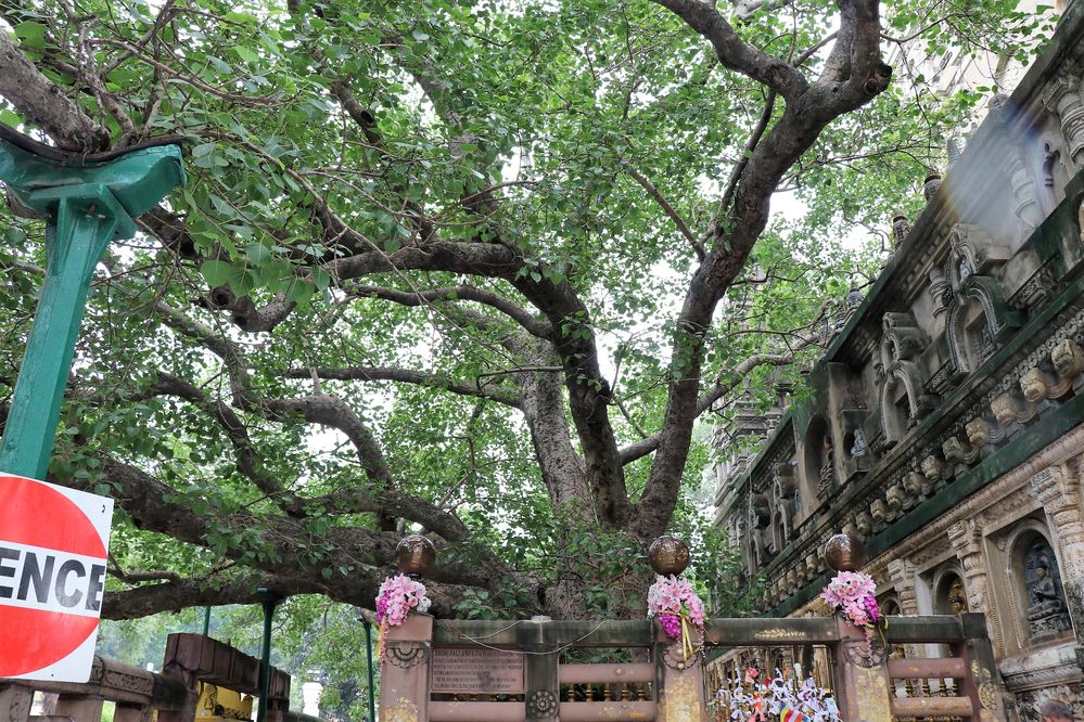 Bodhi Tree, under Budha get enlighten