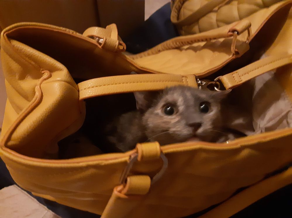 Penelope in my bag