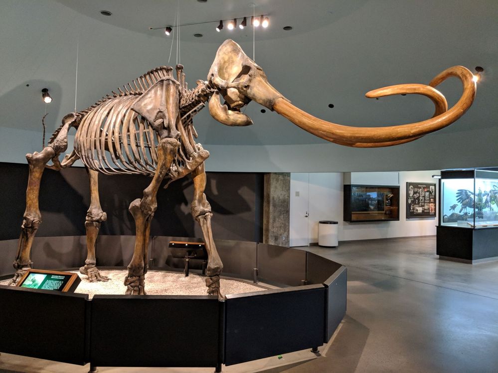 Caption: A photo of a Columbian mammoth skeleton on display at an exhibit at La Brea Tar Pits and Museum in Los Angeles, California. (Local Guide Rick Battle)
